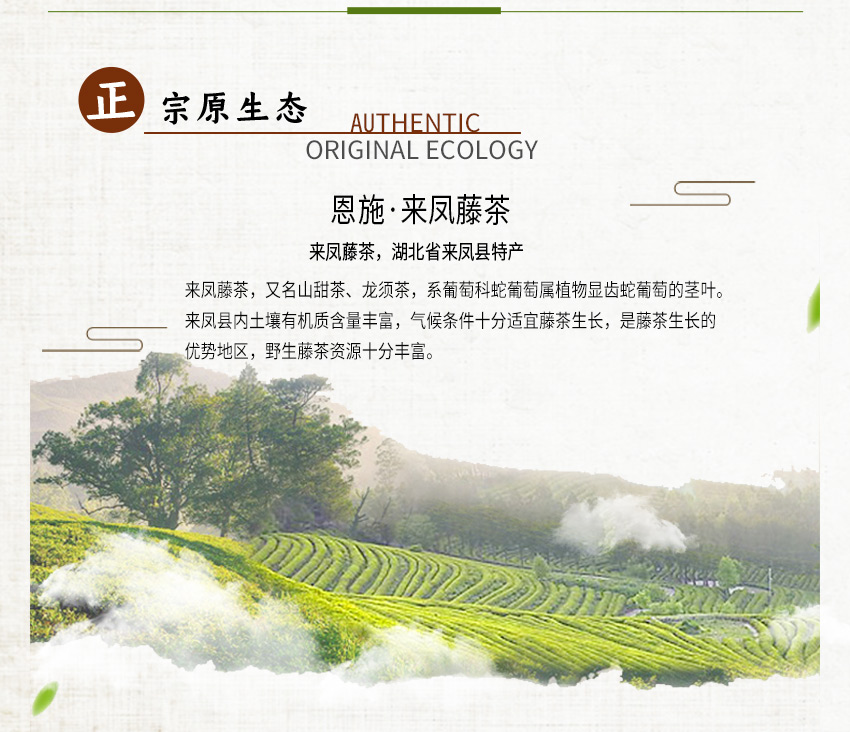 来凤 来凤藤茶（棘博士）